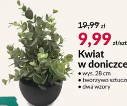 Agata Meble Kwiat oferta