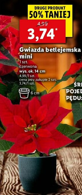 Lidl Gwiazda betlejemska mini 1 SZT oferta