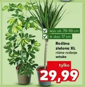 Kaufland Roślina zielona oferta