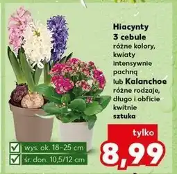 Kaufland Hiacynt w doniczce oferta