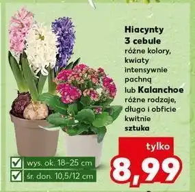 Kaufland Hiacynt w doniczce oferta