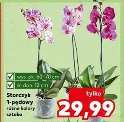 Kaufland Storczyk 1-pędowy oferta