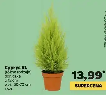 Netto Cyprys XL oferta