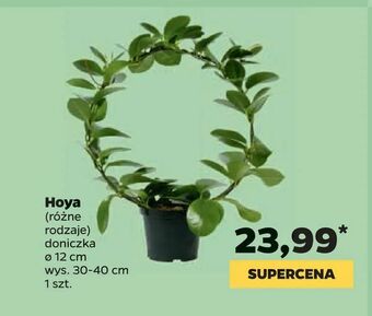Netto Hoya oferta