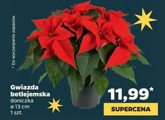 Netto Gwiazda betlejemska oferta