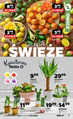 Netto Pomarańcze oferta