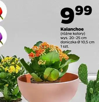 Netto Kalanchoe 10.5 cm oferta