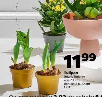 Netto Tulipan 10 cm oferta