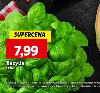 Lidl Bazylia oferta