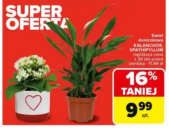 Carrefour Market Roślina doniczkowa oferta