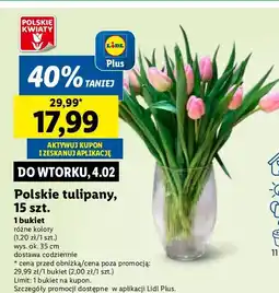 Lidl Tulipany oferta