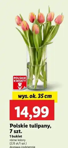 Lidl Tulipany 35 cm oferta