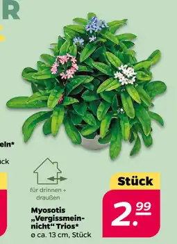 Netto Myosotis „Vergissmeinnicht“ Trios oferta