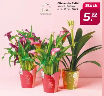 Netto Clivia oder Calla oferta