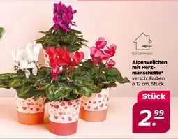 Netto Alpenveilchen mit Herzmanschette oferta