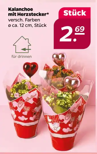 Netto Kalanchoe mit Herzstecker oferta