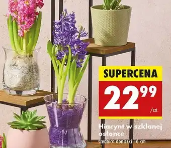 Biedronka Hiacynt w szklanej osłonce 16 cm oferta