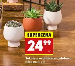 Biedronka Sukulent w ozdobnej doniczce oferta