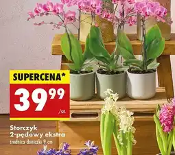 Biedronka Storczyk 2-pędowy oferta