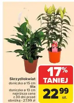 Carrefour Lilia don. 13 cm oferta