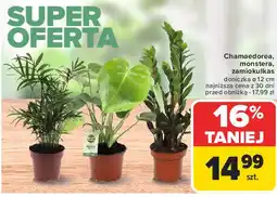 Carrefour Zamiokulkas oferta