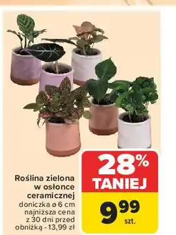 Carrefour Roślina zielona w ceramicznej doniczce oferta