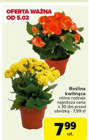 Carrefour Roślina kwitnąca oferta