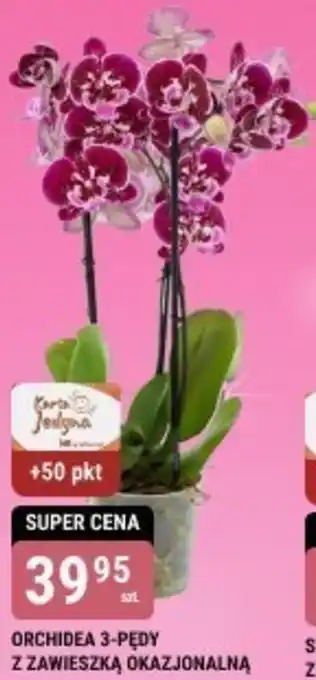 bi1 ORCHIDEA 3-PĘDY Z ZAWIESZKĄ OKAZJONALNĄ oferta