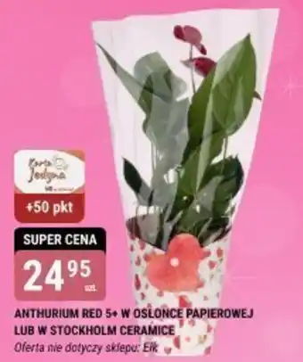 bi1 ANTHURIUM RED 5+ W OSLONCE PAPIEROWEJ LUB W STOCKHOLM CERAMICE oferta