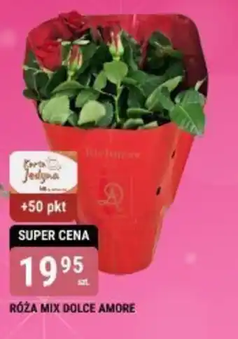 bi1 RÓŻA MIX DOLCE AMORE oferta