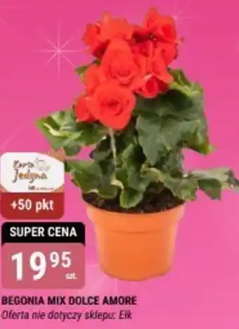 bi1 BEGONIA MIX DOLCE AMORE oferta