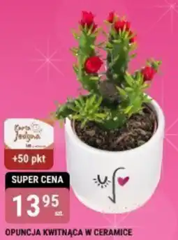 bi1 OPUNCJA KWITNĄCA W CERAMICE oferta