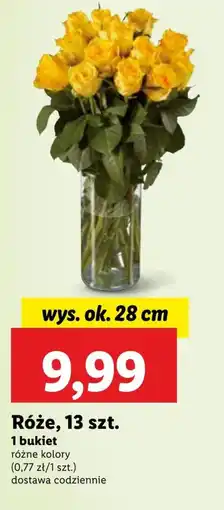 Lidl Róża Ok oferta