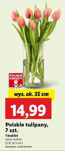 Lidl Polskie tulipany oferta