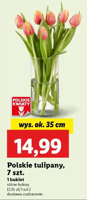 Lidl Polskie tulipany oferta