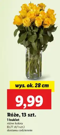 Lidl Róże oferta