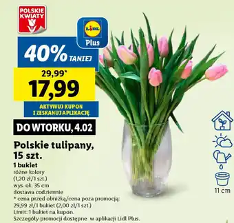 Lidl Polskie tulipany oferta