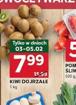 Stokrotka Optima Kiwi dojrzałe oferta