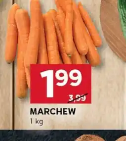 Stokrotka Optima Marchew oferta