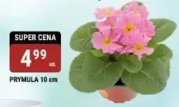 bi1 PRYMULA 10 cm oferta