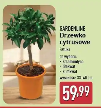 ALDI Drzewko cytrusowe wys. 40 cm Gardenline oferta