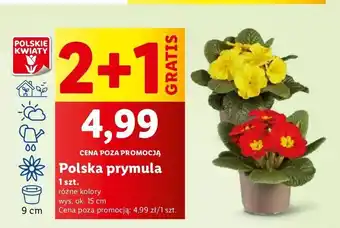 Lidl Prymula 15 cm oferta