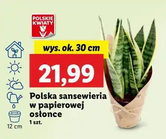 Lidl Sansewieria w papierowej osłonce wys. 30 cm oferta