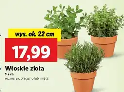 Lidl Mięta oferta