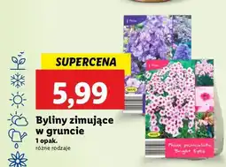 Lidl Byliny zimujące w gruncie oferta