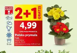 Lidl Prymula Polskie kwiaty oferta