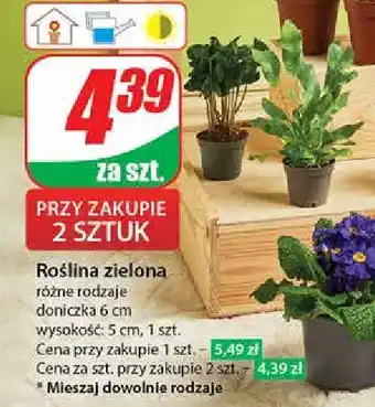 Dino Roślina zielona oferta