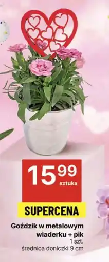 Delikatesy Centrum Goździk w metalowym wiaderku + pik oferta