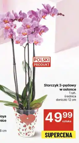 Delikatesy Centrum Storczyk 3-pędowy w osłonce oferta