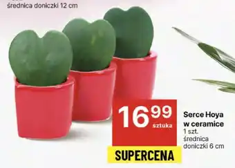 Delikatesy Centrum Serce Hoya w ceramice oferta